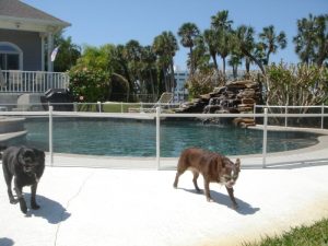 Pet-friendly pool fence installed around a backyard pool in Tampa Bay