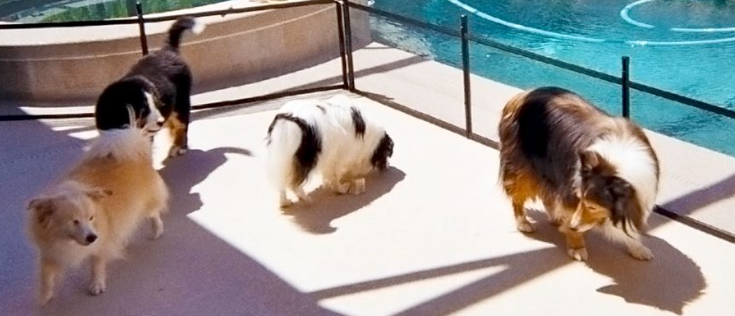 pet pool fences