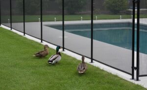 How To Keep Ducks Out of Pool