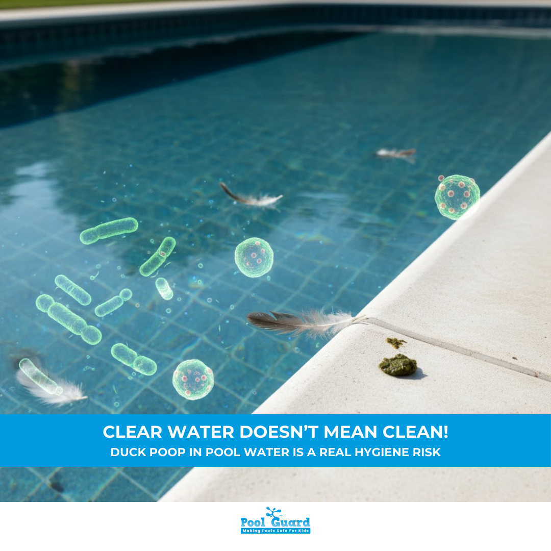 Duck Poop in Pool Water Is a Real Hygiene Risk