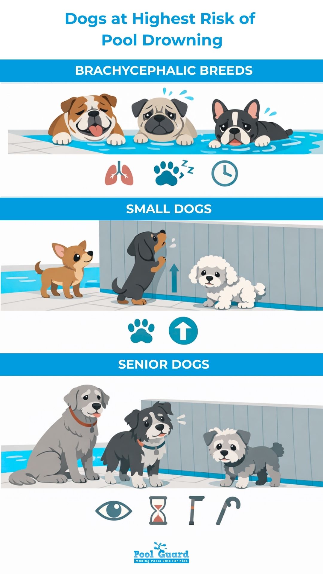Dogs at Highest Risk of Pool Drowning