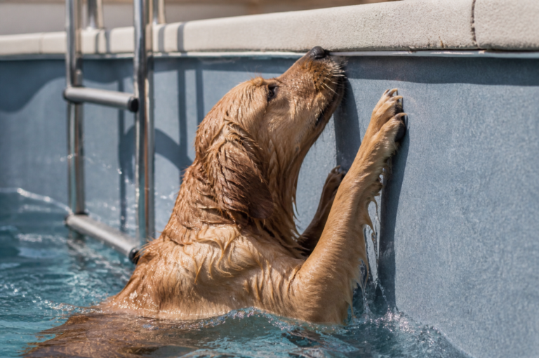 Pool Safety for Pets
